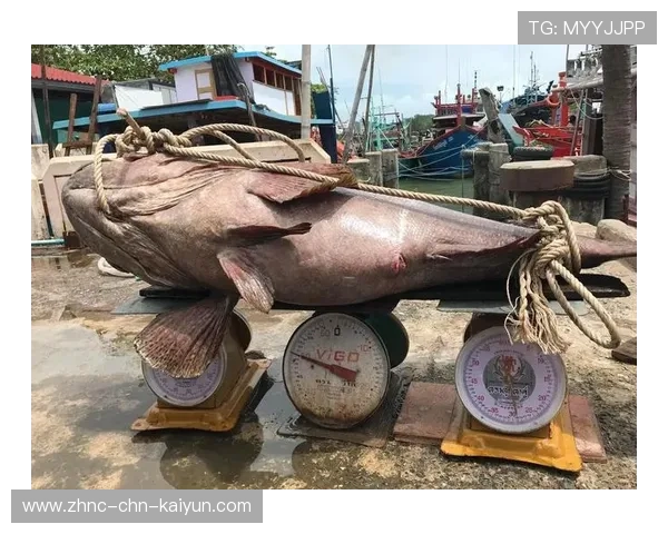 环球海钓大赛，海浪中的钓鱼梦想 journey，海钓世界记录